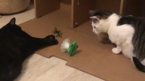 Cats playing with butterfly