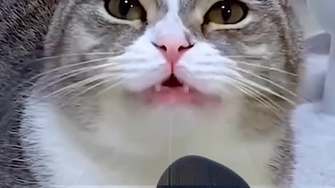 Funny Moments cat