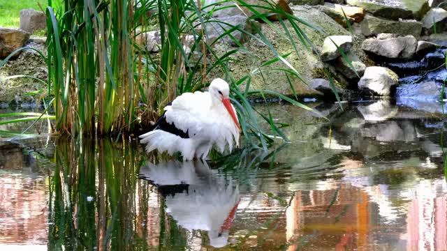 Stork Beautiful 😍 scenes in Water 💧