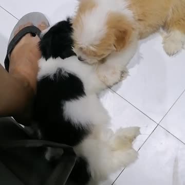 Zhitshu dogs - Cookie and Sonic