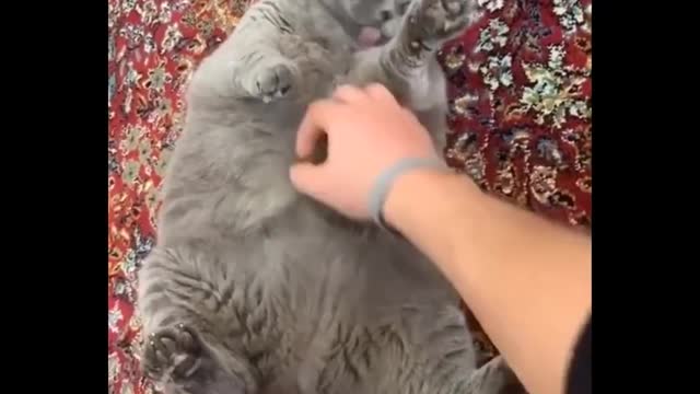 FUNNIEST ANIMALS!