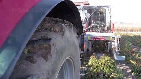 How Tons of Red Chili Pepper Harvesting by Machine - Paprika Chili Powder Processing in Factory