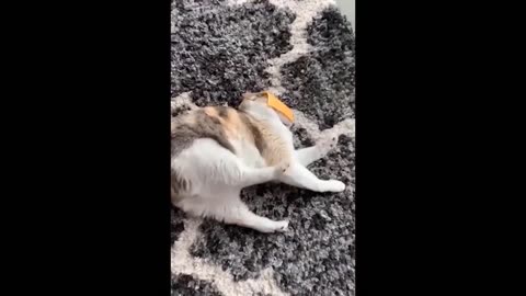 Best Funniest Animals Video 2024