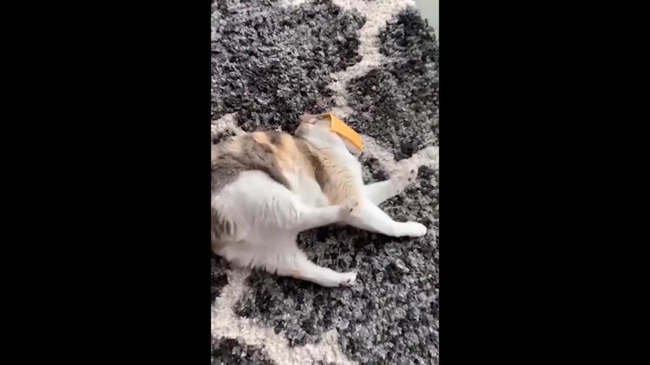 Best Funniest Animals Video 2024