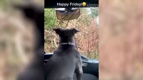 Best funniest cat and dog video bet you don't laugh (Really Funny)