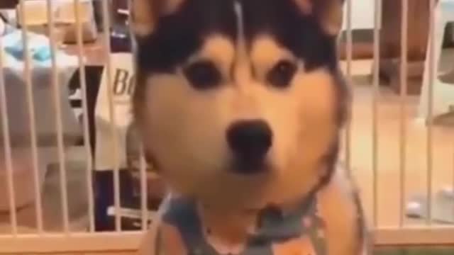 Funny Moves Dog Funny Short