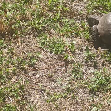 A turtle eating some grass