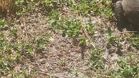 A turtle eating some grass