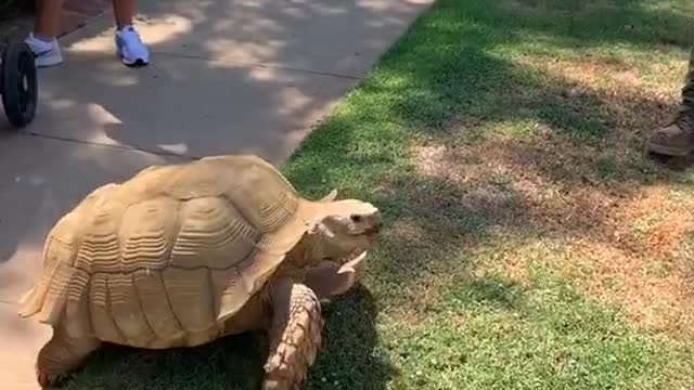 Morning in the life of Tiptoe the Tortoise 🐢💕🌸