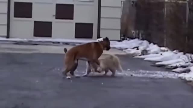 Funny Dog and Cat playing Outside