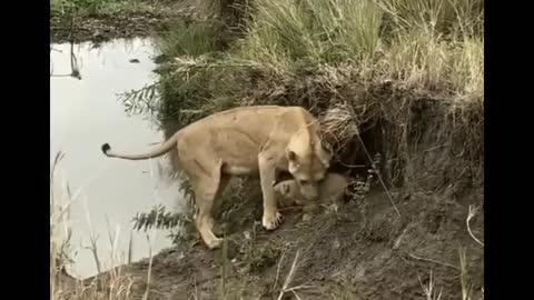 Lion trying to save her cubs