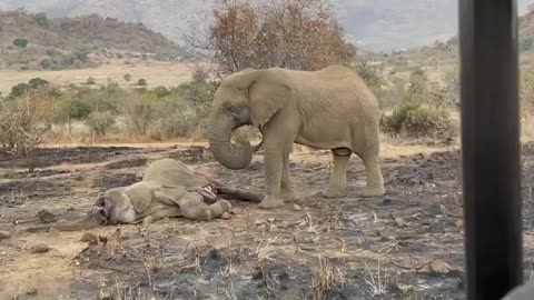 Elephant Cries and gives Her Sister a Goodbye kiss# shorts