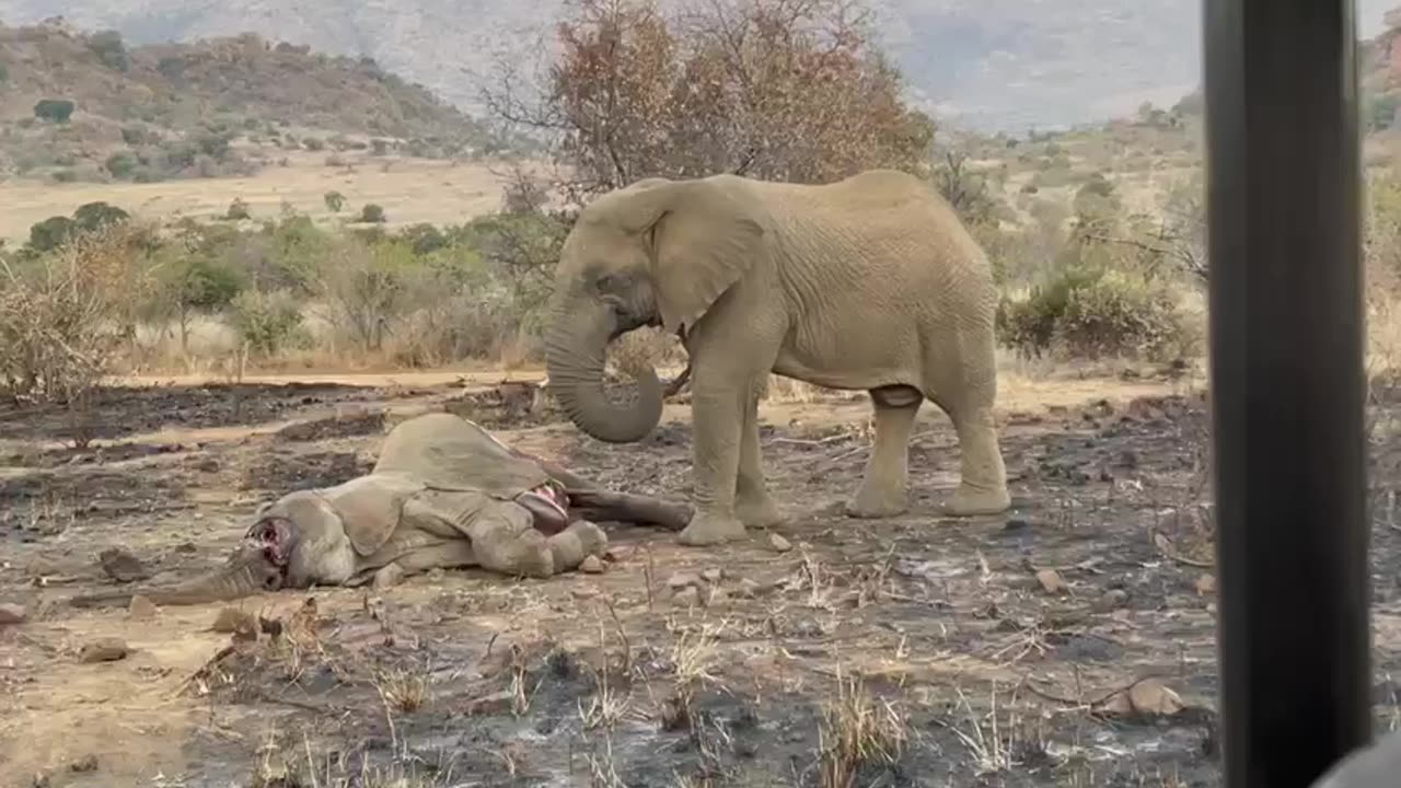 Elephant Cries and gives Her Sister a Goodbye kiss# shorts