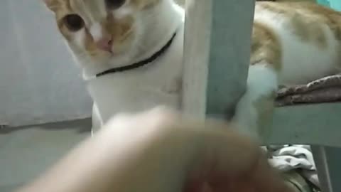 cat playing boxing 😅