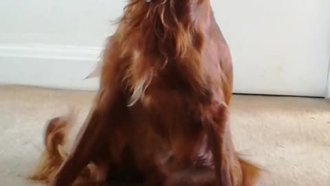 Brown dog tapping leg on carpet in hallway