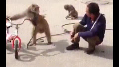 Funniest Monkey Love story | Try not to laugh
