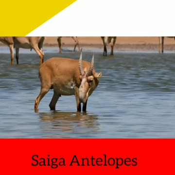 Saiga Antelopes || weird animals || trivia