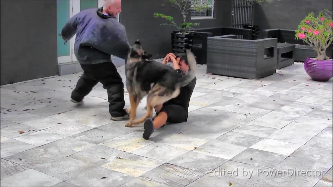 Teaching Guard Dog Training Step by Step!!