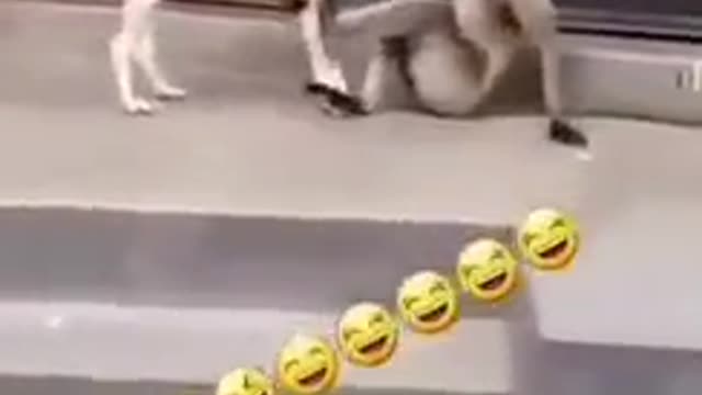 Cute animals