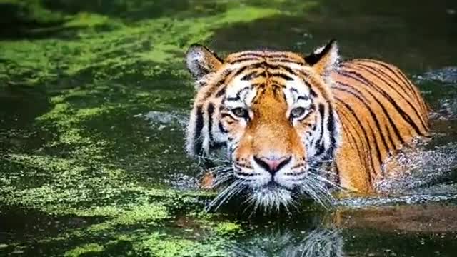 Royal bengal tiger