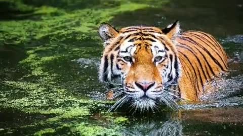 Royal bengal tiger