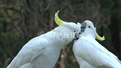 Big white birds caressing each other