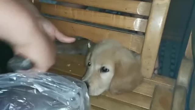 Help the dog
