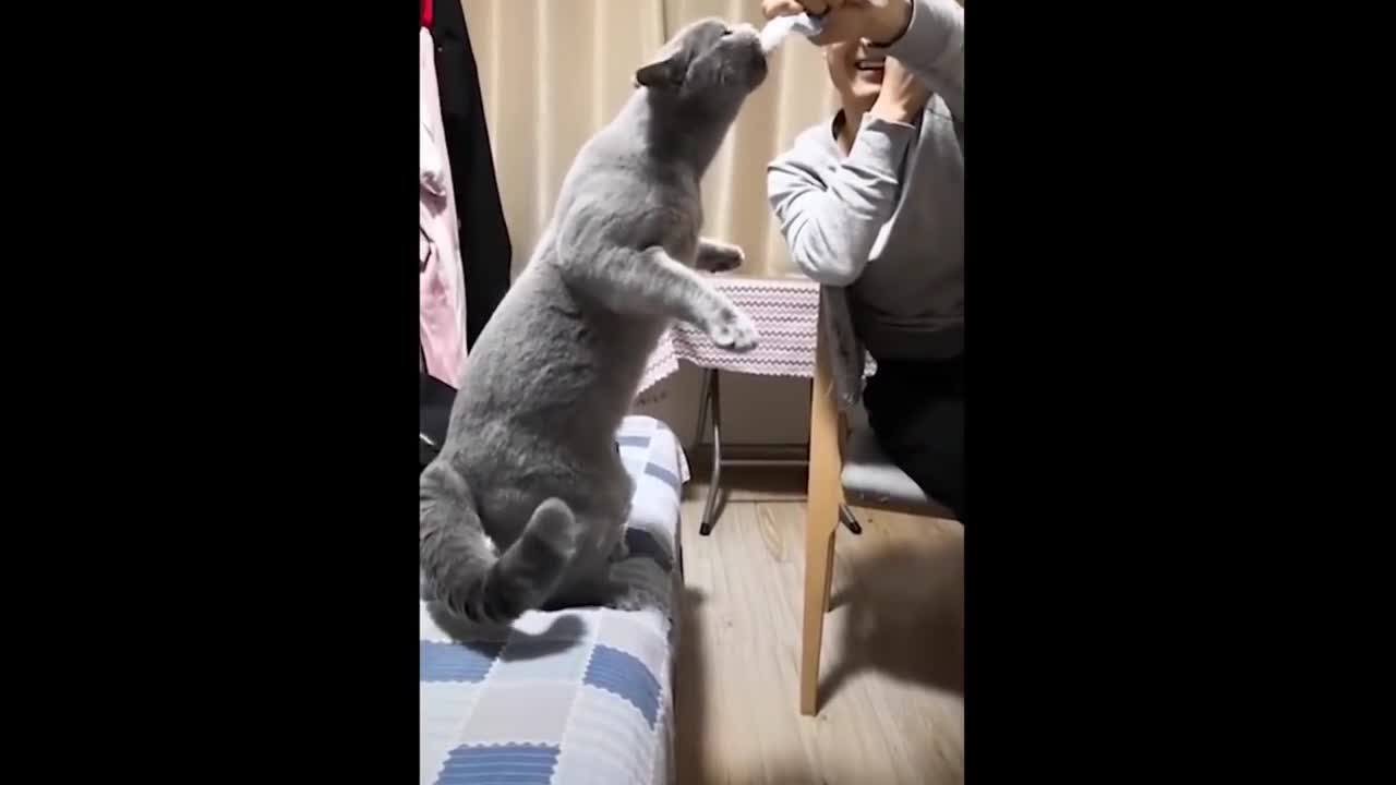 Cute Is Not Enough 😍 Funny Cats and Dogs Videos Compilation 2018 #8