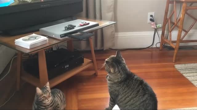 Funny animals, funny animals, cats everyday.