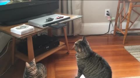 Funny animals, funny animals, cats everyday.