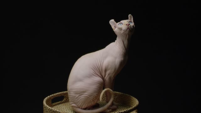 hairless cat white just looking