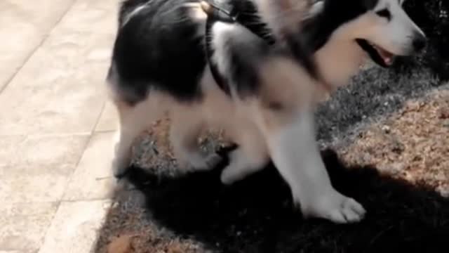 You don't look like a puppy