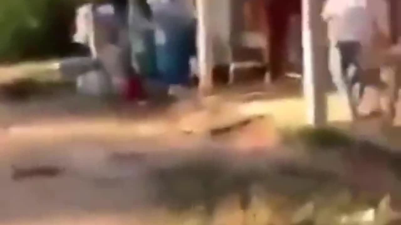 Funny animals