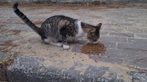 Cute long Mustache Cat is so Hungry.