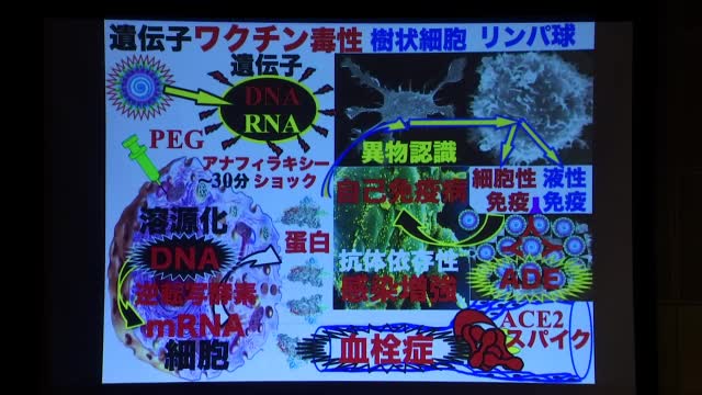 コロナワクチンが体内で起こす現象。2021年06月27日：大阪市立大学名誉教授「井上正康」※危険なので１８年前に開発禁止になった系統で生み出したもの。