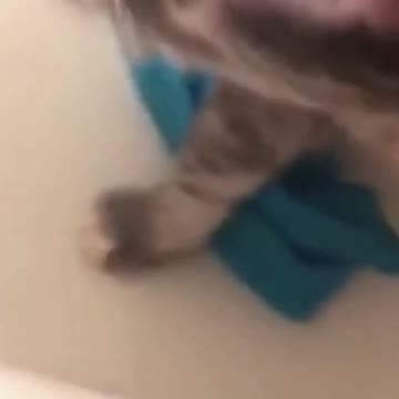 cat says I'm cold to her owner