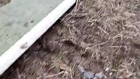 Ukraine War - More Footage of Destroyed Helicopter