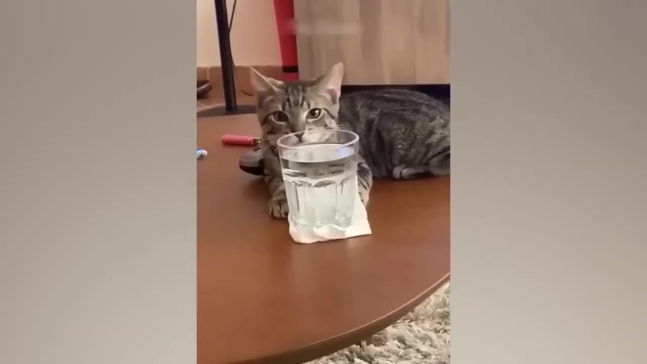 Funny animals - funny