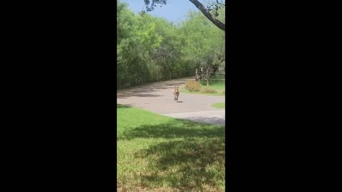 High-energy baby donkey can't stop running around the yard