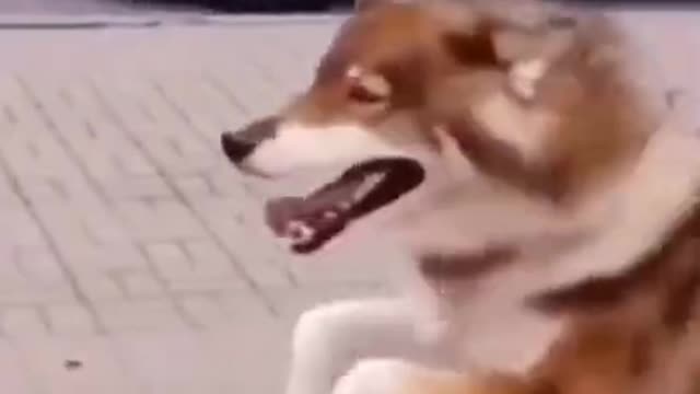 DOG DANCING - Cute DOG Videos | Funny Videos 2021| DOG 247 #Shorts