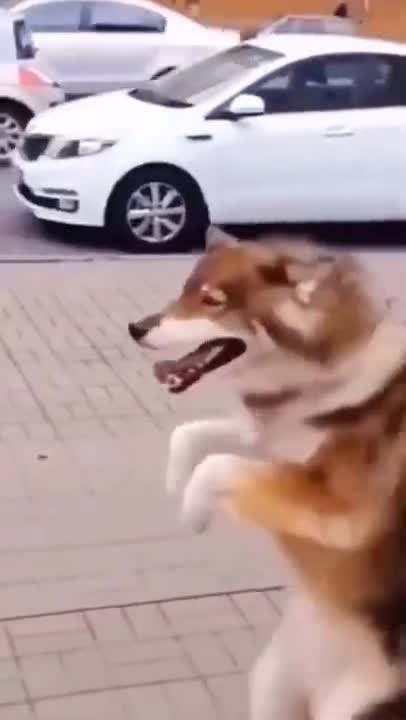 DOG DANCING - Cute DOG Videos | Funny Videos 2021| DOG 247 #Shorts