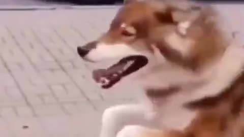 DOG DANCING - Cute DOG Videos | Funny Videos 2021| DOG 247 #Shorts