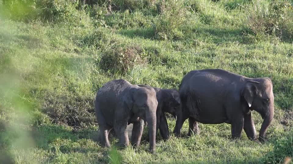 Elephant 🐘 family