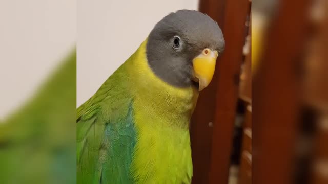 Speaking parrot