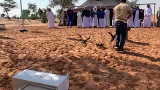 Clever Birds Trained To Pick Up Rubbish In UAE Parks