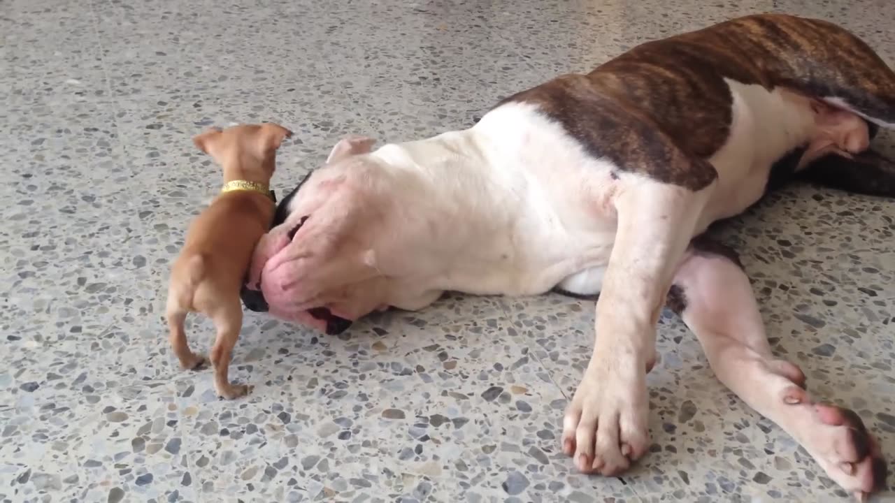 Tiny chihuahua puppy adorably teases sleepy American bulldog