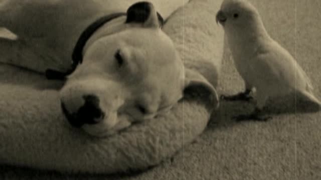 The Pitbull and the Parrot