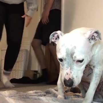 Dogs, funny animals commed,dofa fun,dog comedy scenes 🤣