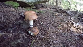 Mushrooms