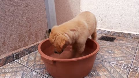 Golden Retriever playing in the water